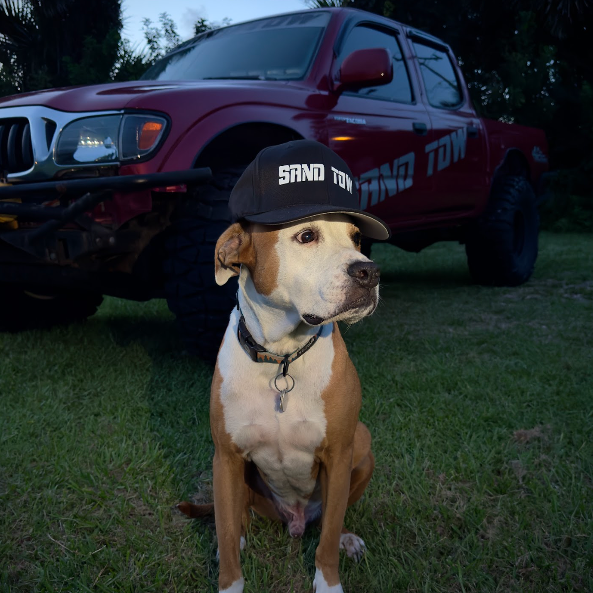 Dog wearing a cap with 'Sand Tow' logo in front of a red truck