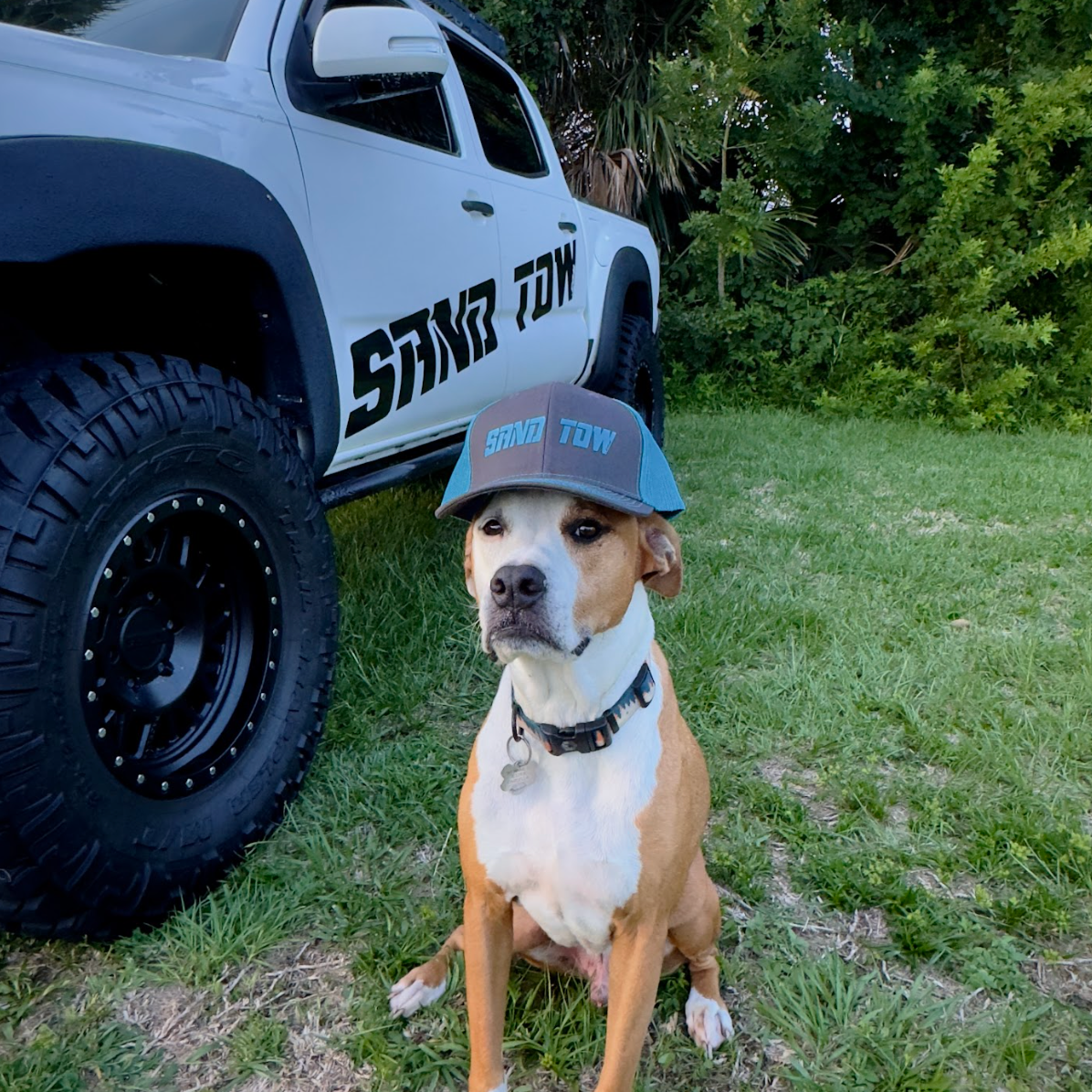 Dog wearing a cap with 'Star Tow' logo in front of a tow truck