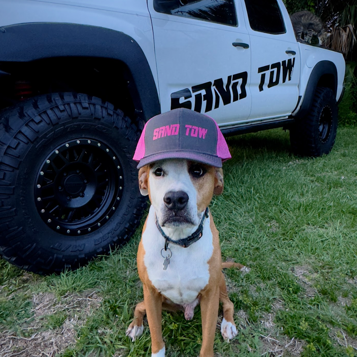 Dog wearing a cap with 'Sand Tow' logo in front of a white truck
